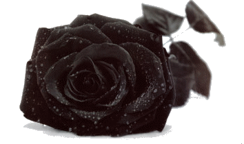 rosa nera